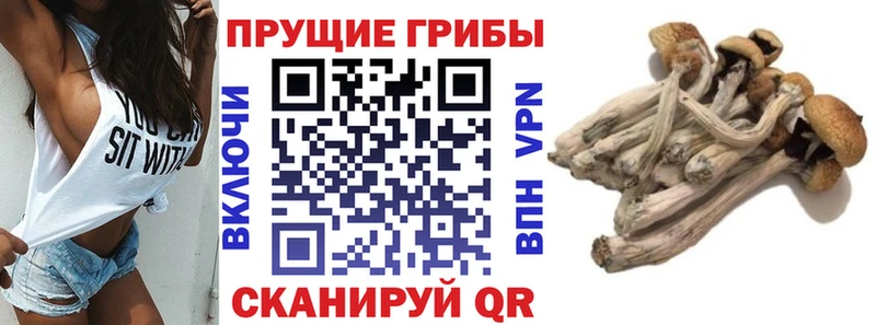 Купить  Искитим  Галлюциногенные грибы мицелий 